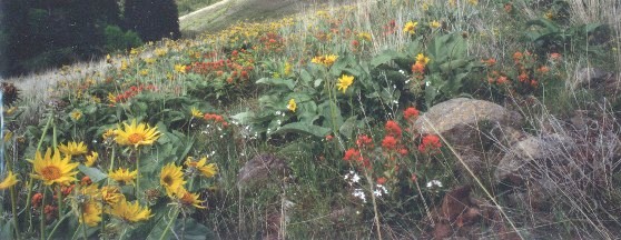 [Palouse prairie vegetation. Photo by A. Meyer.]