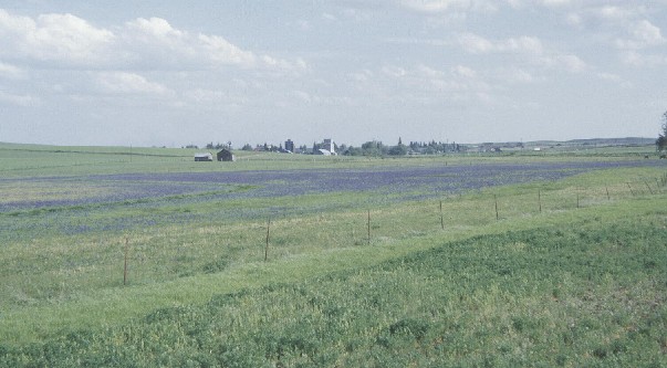 [Camas stand. Photo by R. Daubenmire]