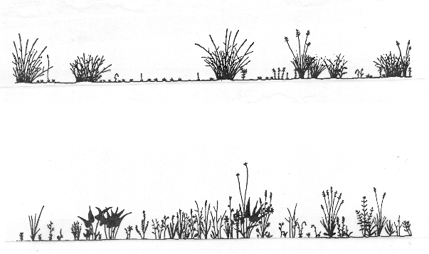 [Silhouette of meadow steppe. From R. Daubenmire]